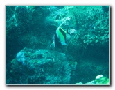Rainbow-Reef-Scuba-Diving-Taveuni-Fiji-176