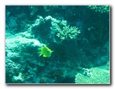 Rainbow-Reef-Scuba-Diving-Taveuni-Fiji-201