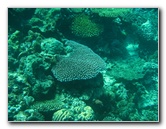 Rainbow-Reef-Scuba-Diving-Taveuni-Fiji-208