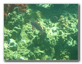 Rainbow-Reef-Scuba-Diving-Taveuni-Fiji-225