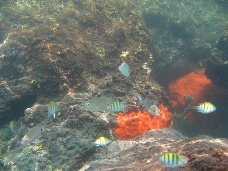 Red-Reef-Park-Underwater-Snorkeling-Pictures-Boca-Raton-FL-042
