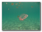 Red-Reef-Park-Underwater-Snorkeling-Pictures-Boca-Raton-FL-013
