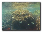 Red-Reef-Park-Underwater-Snorkeling-Pictures-Boca-Raton-FL-026