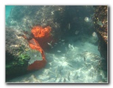 Red-Reef-Park-Underwater-Snorkeling-Pictures-Boca-Raton-FL-030