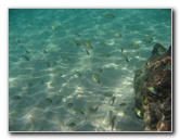 Red-Reef-Park-Underwater-Snorkeling-Pictures-Boca-Raton-FL-033