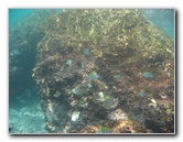 Red-Reef-Park-Underwater-Snorkeling-Pictures-Boca-Raton-FL-039