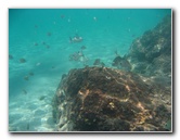 Red-Reef-Park-Underwater-Snorkeling-Pictures-Boca-Raton-FL-041