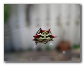 Spiny-Backed-Orb-Weaver-Spider-Boca-Raton-FL-005