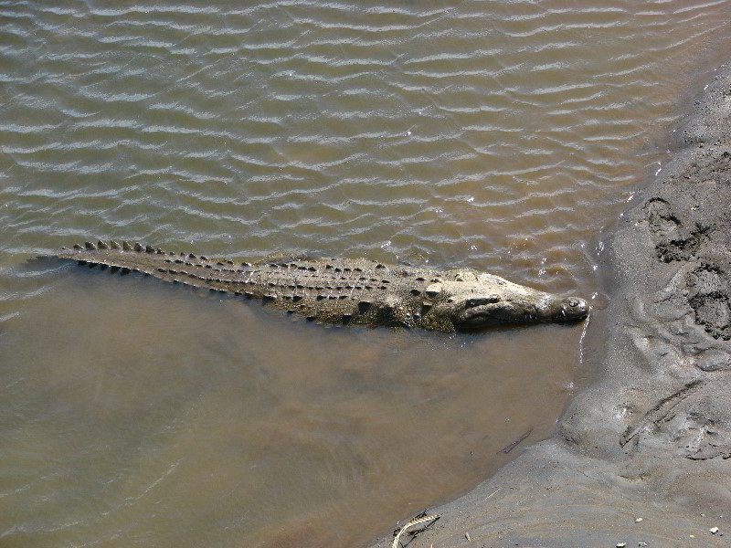 Tarcoles-River-Crocodile-Feeding-Costa-Rica-009