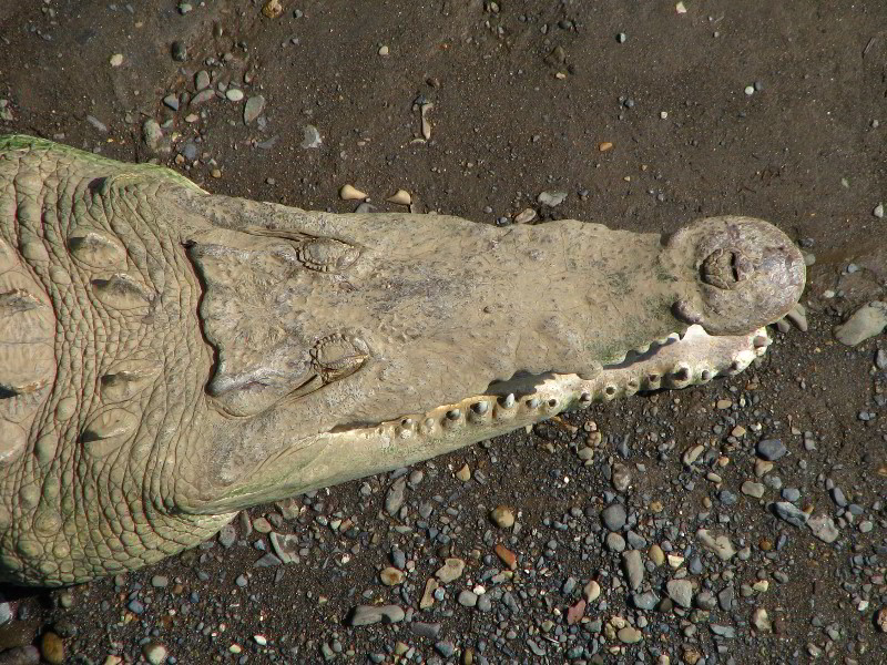 Tarcoles-River-Crocodile-Feeding-Costa-Rica-027