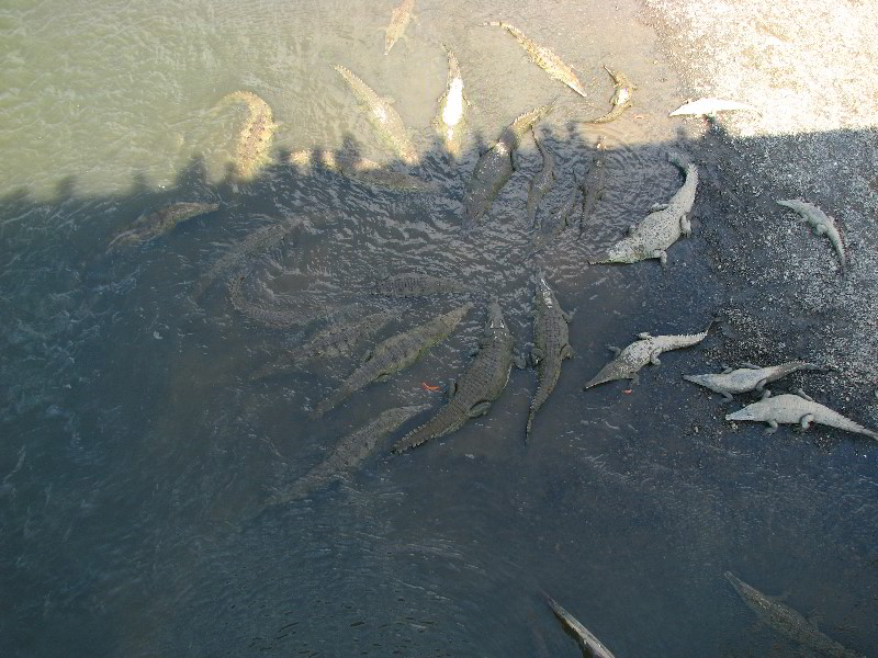 Tarcoles-River-Crocodile-Feeding-Costa-Rica-038