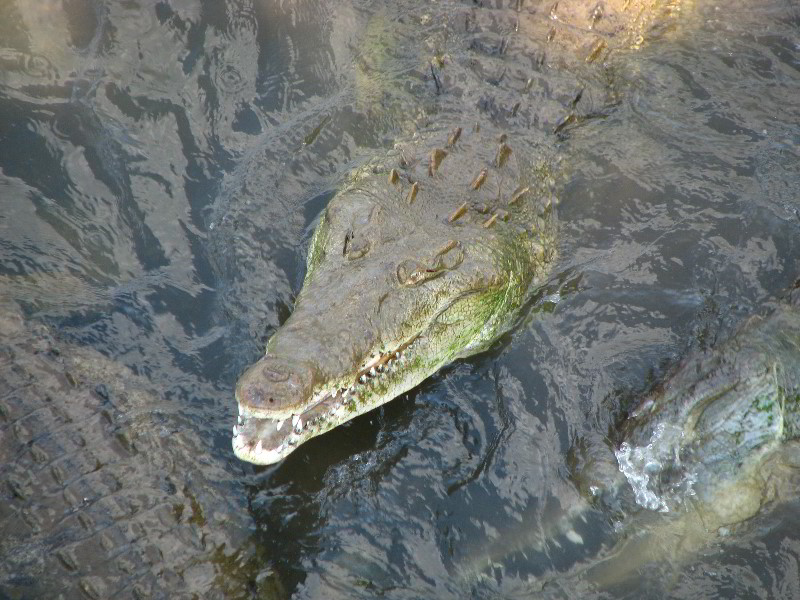 Tarcoles-River-Crocodile-Feeding-Costa-Rica-044