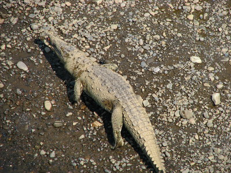 Tarcoles-River-Crocodile-Feeding-Costa-Rica-048