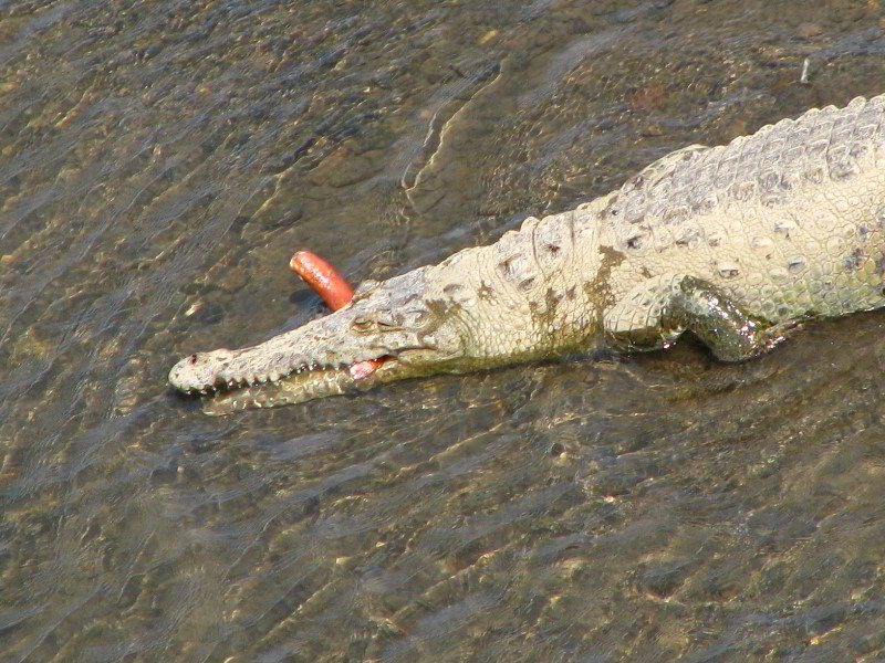 Tarcoles-River-Crocodile-Feeding-Costa-Rica-051