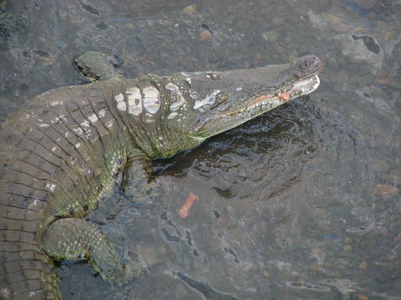 Tarcoles-River-Crocodile-Feeding-Costa-Rica-057