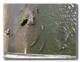 Tarcoles-River-Crocodile-Feeding-Costa-Rica-006