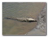 Tarcoles-River-Crocodile-Feeding-Costa-Rica-009