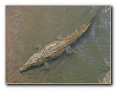 Tarcoles-River-Crocodile-Feeding-Costa-Rica-014