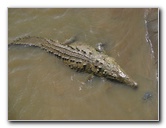 Tarcoles-River-Crocodile-Feeding-Costa-Rica-016