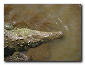 Tarcoles-River-Crocodile-Feeding-Costa-Rica-018