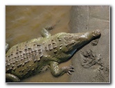 Tarcoles-River-Crocodile-Feeding-Costa-Rica-025