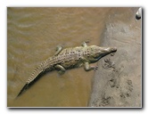 Tarcoles-River-Crocodile-Feeding-Costa-Rica-026