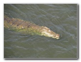 Tarcoles-River-Crocodile-Feeding-Costa-Rica-030