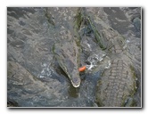 Tarcoles-River-Crocodile-Feeding-Costa-Rica-032