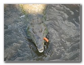Tarcoles-River-Crocodile-Feeding-Costa-Rica-033
