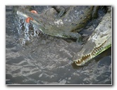Tarcoles-River-Crocodile-Feeding-Costa-Rica-036