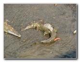 Tarcoles-River-Crocodile-Feeding-Costa-Rica-039