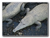 Tarcoles-River-Crocodile-Feeding-Costa-Rica-041