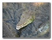 Tarcoles-River-Crocodile-Feeding-Costa-Rica-044