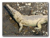 Tarcoles-River-Crocodile-Feeding-Costa-Rica-047