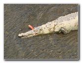Tarcoles-River-Crocodile-Feeding-Costa-Rica-051