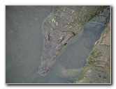 Tarcoles-River-Crocodile-Feeding-Costa-Rica-053