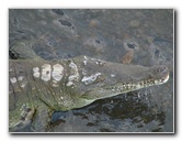 Tarcoles-River-Crocodile-Feeding-Costa-Rica-059