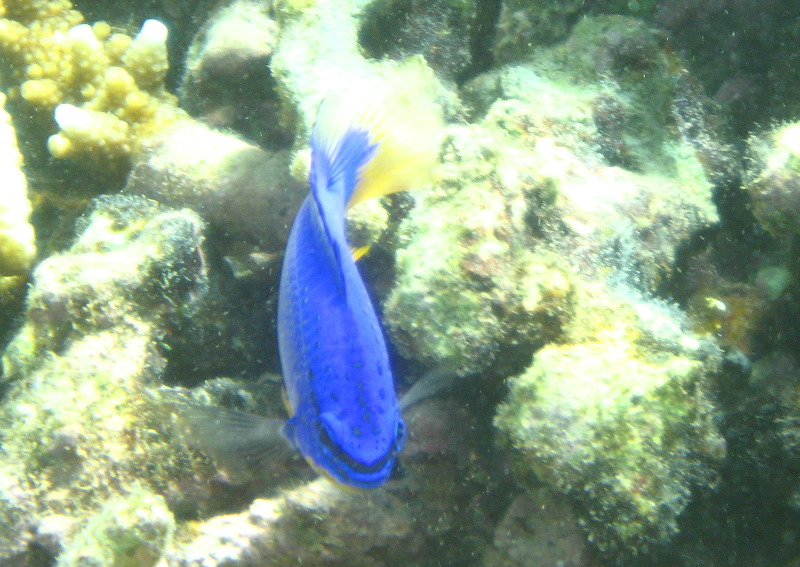 Taveuni-Island-Fiji-Underwater-Snorkeling-Pictures-017