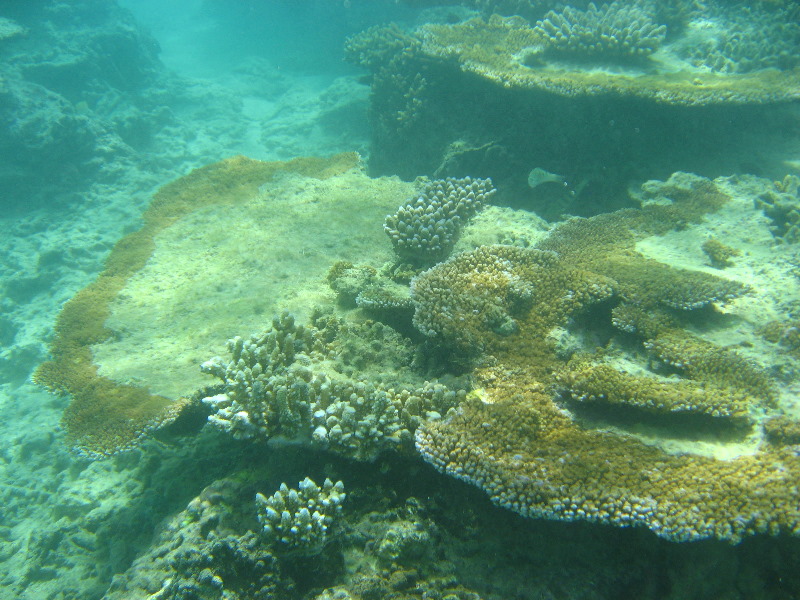 Taveuni-Island-Fiji-Underwater-Snorkeling-Pictures-051