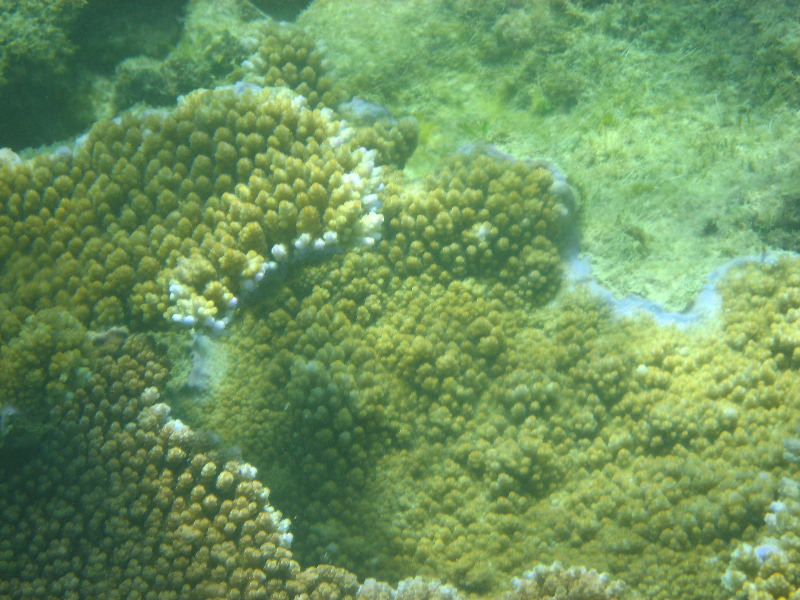 Taveuni-Island-Fiji-Underwater-Snorkeling-Pictures-055