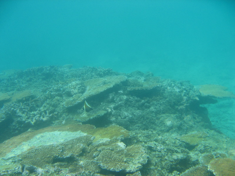 Taveuni-Island-Fiji-Underwater-Snorkeling-Pictures-057