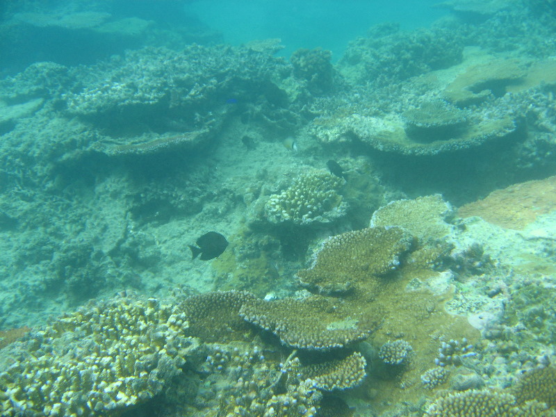 Taveuni-Island-Fiji-Underwater-Snorkeling-Pictures-058