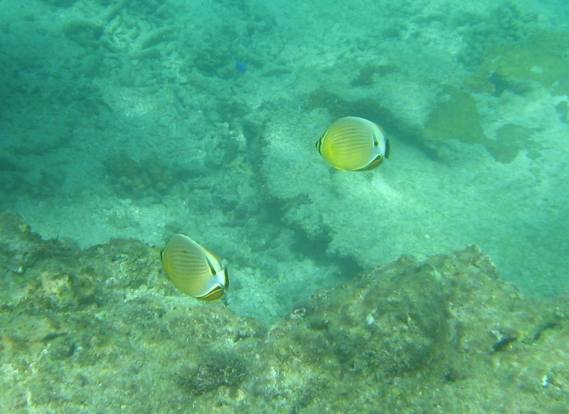 Taveuni-Island-Fiji-Underwater-Snorkeling-Pictures-060
