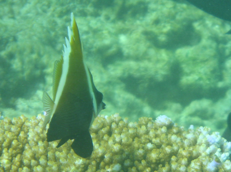 Taveuni-Island-Fiji-Underwater-Snorkeling-Pictures-066