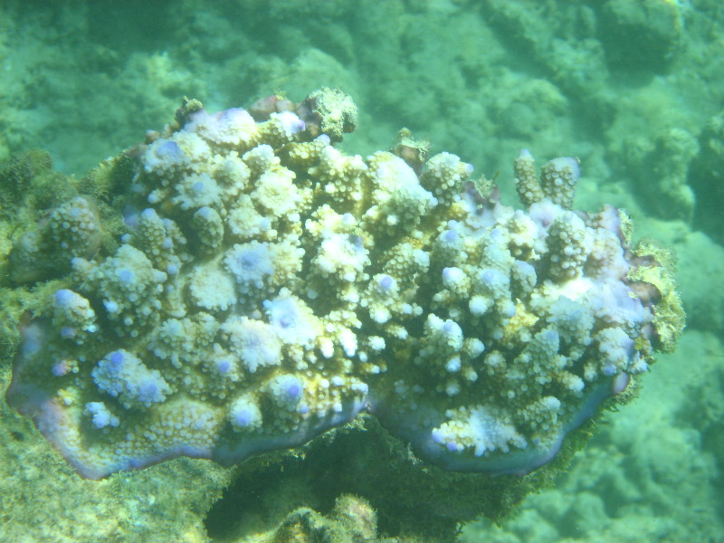 Taveuni-Island-Fiji-Underwater-Snorkeling-Pictures-068