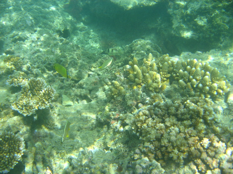 Taveuni-Island-Fiji-Underwater-Snorkeling-Pictures-077