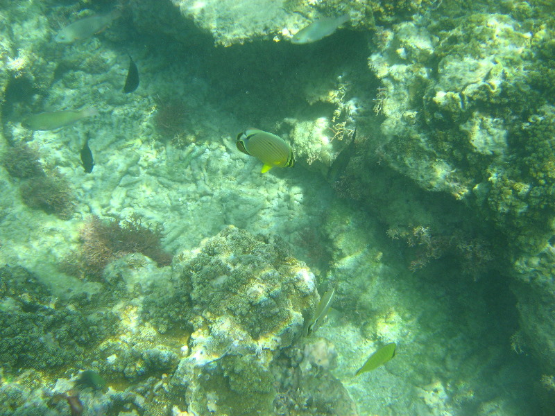 Taveuni-Island-Fiji-Underwater-Snorkeling-Pictures-080