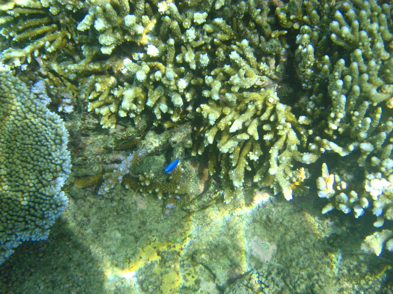 Taveuni-Island-Fiji-Underwater-Snorkeling-Pictures-082