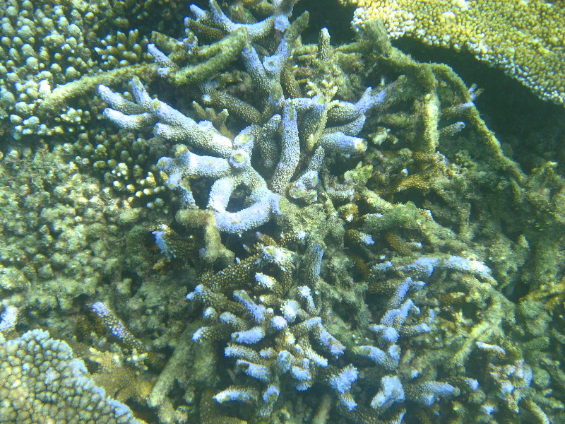 Taveuni-Island-Fiji-Underwater-Snorkeling-Pictures-085
