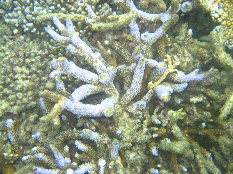 Taveuni-Island-Fiji-Underwater-Snorkeling-Pictures-086